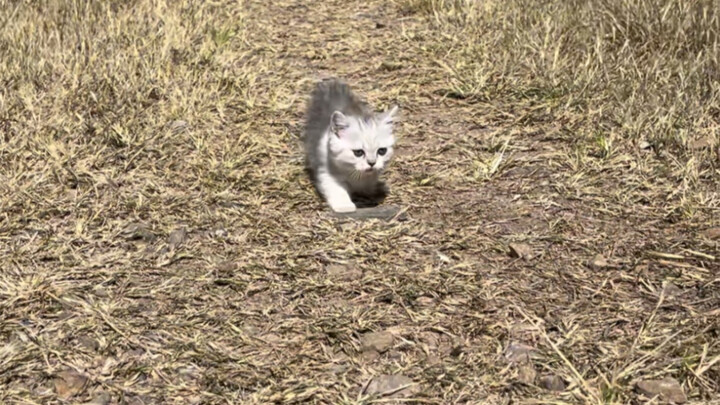 果然便宜没好货，200买的猫连腿都没有！