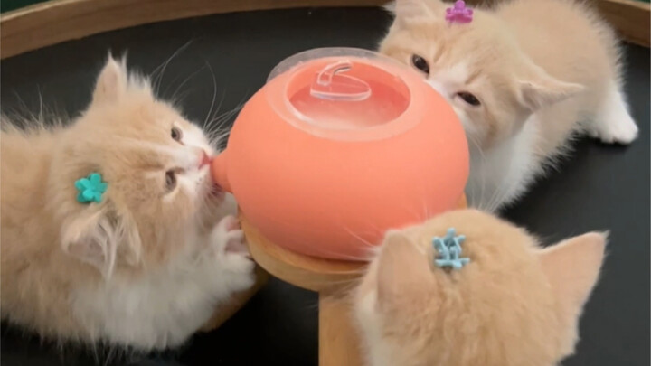 Cat, I finally got to taste my mother's flavor!