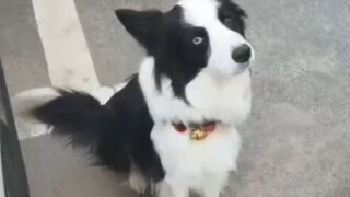 Lần đầu tiên trong đời bị chó chơi đùa