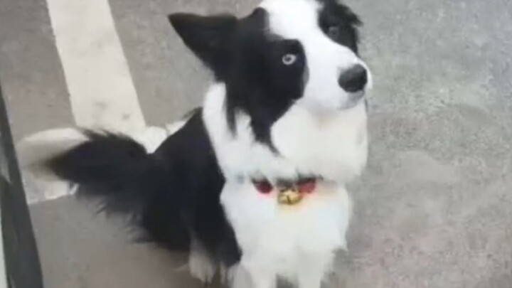 The first time in my life I was played with by a dog