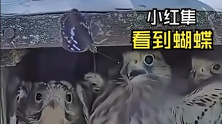 اللحظات المحرجة لتلك الحيوانات!