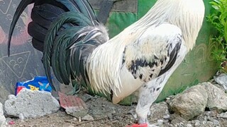 Med station 3 yr old cock. 3k dasma cavite