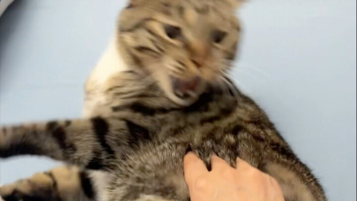 ชู่juanเป่ากัดมือแม่จนเละ!