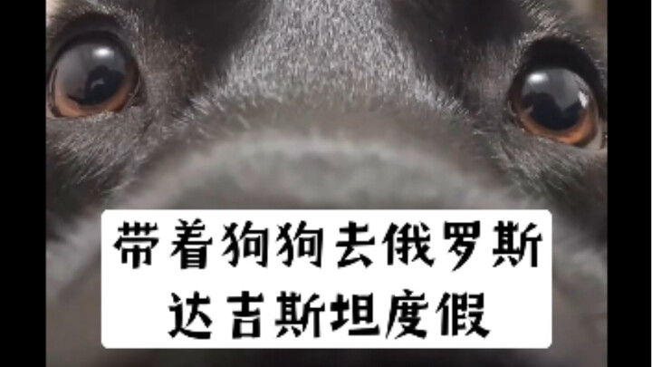 Taking My Dog on Vacation to Dagestan, Russia