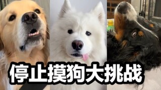 突然停止抚摸狗狗大挑战