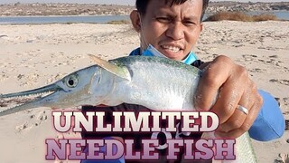 unlimited needle fish/batalay Vlog 20