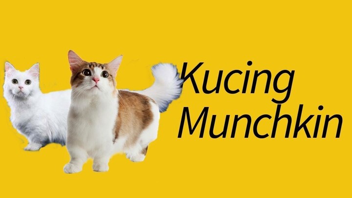 10 Fakta Kucing Munchkin—SUPER PENDEK!
