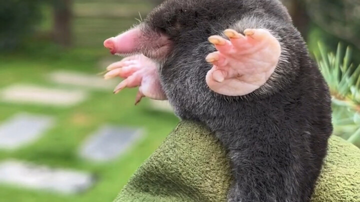 Tikus tanah kecil ditangkap, lalu marah-marah sampai akhirnya menyerah dan ngelantur～