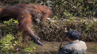 "Tingkah laku membingungkan dari binatang berkekuatan super"