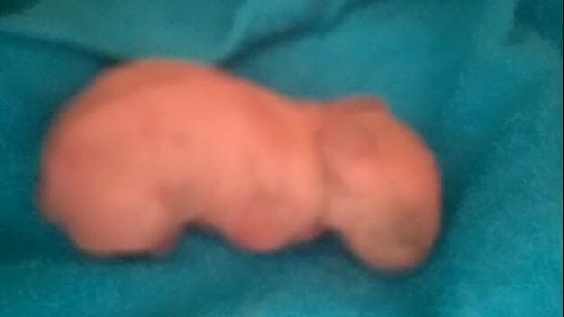 NEW BORN RABBIT