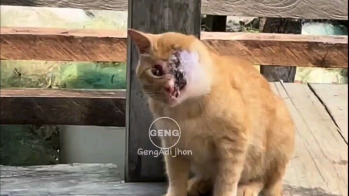 kucing cacat#trending #kucing #ai #cat #musicclip #trending #animals #music #catlover #arabic #kucin