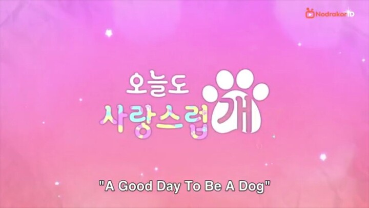 𝙰 𝙶𝚞𝚍 𝙳𝚊𝚒𝚒 𝚝𝚘 𝚋𝚎 𝚊 𝙳𝚘𝚐 𝙴𝚙-13