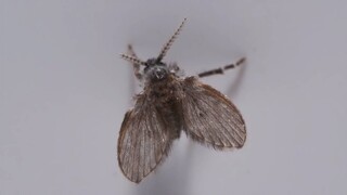 Why do you always have these little moths in your bathroom?