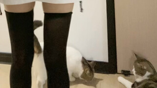 把小狗杀鱼这个女的截掉了，大家想看的主包