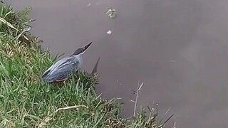 Clever Bird Fishing😲