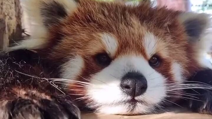 Apakah panda kecil juga punya masalah?