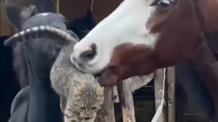 Anh Mã cũng đã chơi thử Nàng mèo dịu dàng rồi 🤣