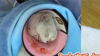 Hồi Ký Chú Mèo Đi Lạc - Năm Mới Sẽ Tốt Hơn!