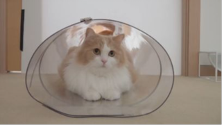 Mèo và mấy cái ống
