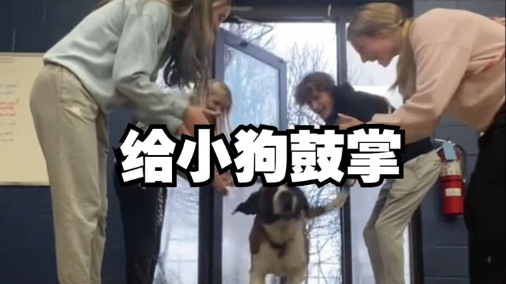 给日托班的狗狗们鼓掌，看看它们会有什么反应！