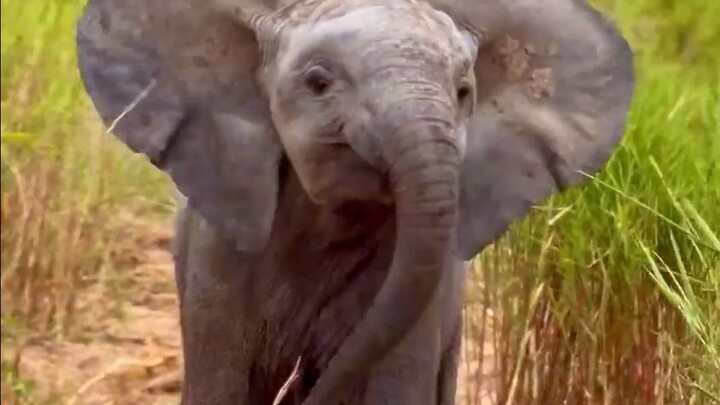 Apa sih yang bisa dipikirin jahat oleh bayi gajah? Dia cuma pengen main sama kamu kok!