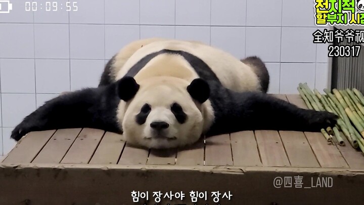 ซับจีน丨จากมุมมองคุณปู่ผู้รู้ทุกอย่าง丨กระแสโยคะกำลังบูมในโลกแพนด้า!