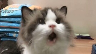 “Fluffy head, soft heart”