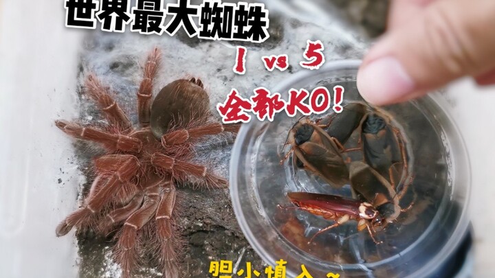 Penghancur Kecoak! Seru Banget Sampai Meledak!