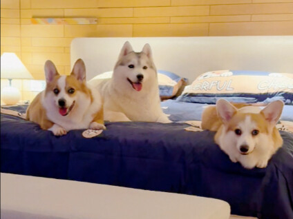 The staff discovered me bringing my puppy to the hotel restaurant for a meal...