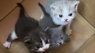 Rescuing a kitten—act fast, or you'll miss out!