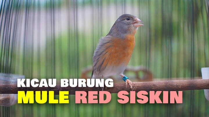 KICAU BURUNG MULE RED SISKIN