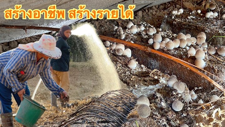 เพาะเห็ดฟาง สร้างอาชีพสร้างรายได้ สูตรนี้ทำมา10 กว่าปี