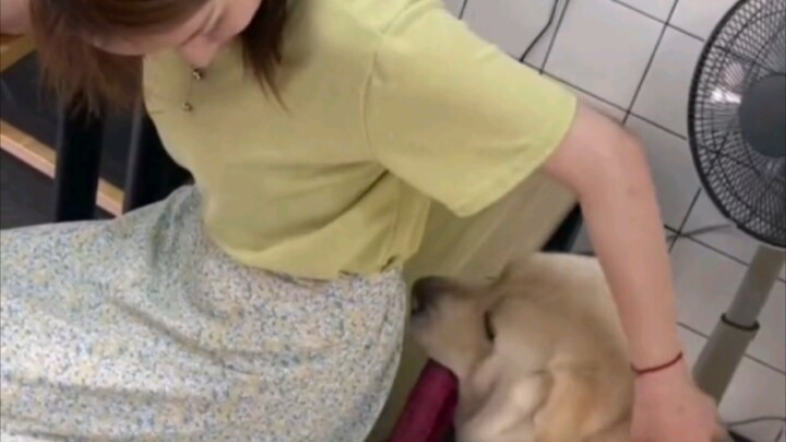 A Labrador’s tail is basically a solid whip.