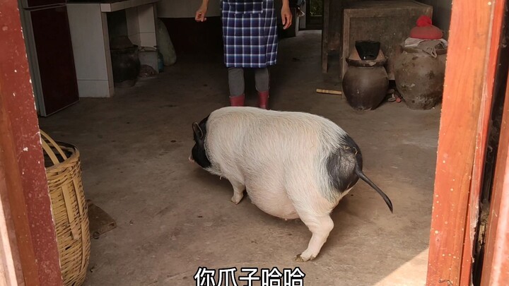 When my mom came home and saw me raising a pig in the house