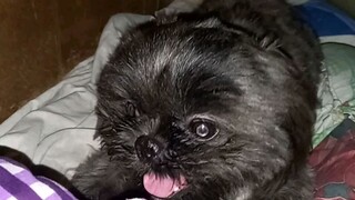 cute shih tzu playing with his pillow #kawaii