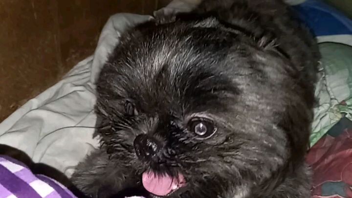 cute shih tzu playing with his pillow #kawaii