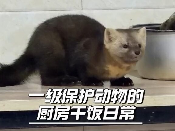 The sable has come into the kitchen to feast. Even this adorable little sable knows that people have