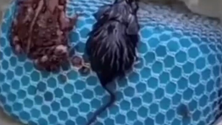 A kind of absurd beauty