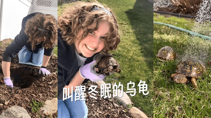 🐢 Spring has arrived—time to dig out the hibernating turtles from the yard!