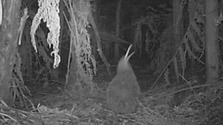 Kiwi the kitten meows sadly 😭 Meow meow meow 😭