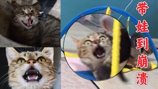 Dulu kucing liar paling garang di Bilibili kini dikalahkan oleh anaknya sendiri yang bandel...