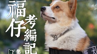 Celebrity Police Dog Corgi "Fuzai's" Journey to Passing the Civil Service Exam [Part 2]