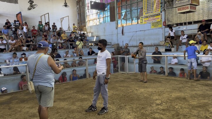 SUPER 1 COCK ULUTAN😇🙏🐓