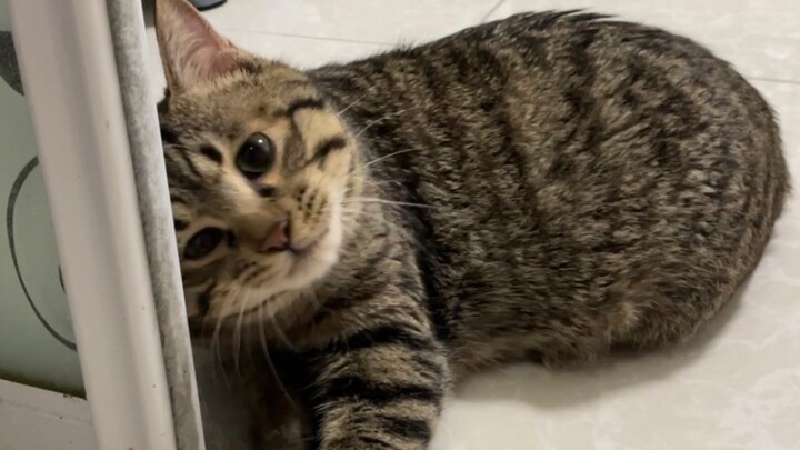 Khawatir ibu tenggelam saat mandi, kucing kecil mendorong pintu dengan kepalanya