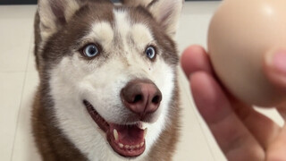 Trust test: Will the dog be willing to let you crack an egg on its head?