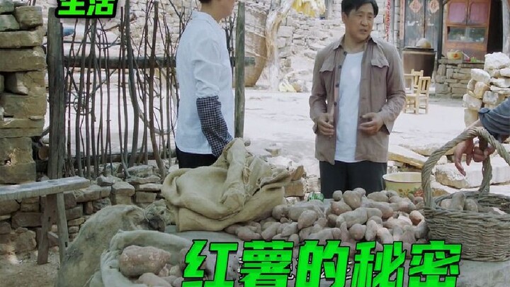 Si pemalas bilang ke warga desa supaya menanam lebih sedikit ubi jalar, tapi nggak ada yang percaya 