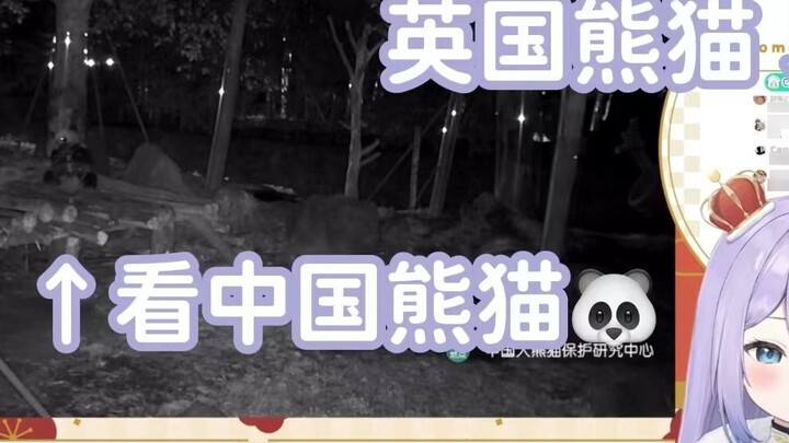 【Shizukou/cooked meat】Panda watching pandas big panda family