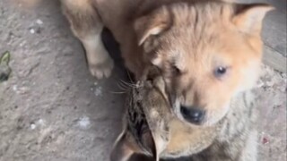 เหมียว ไม่ได้เจอกันนานเลย