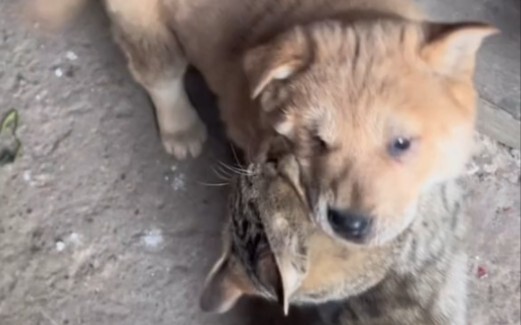 Meow, long time no see