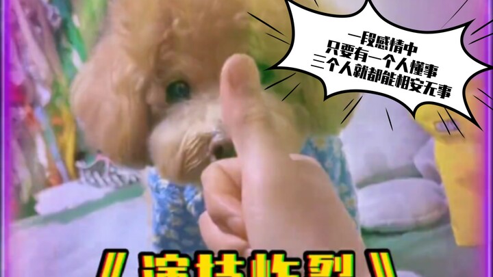 Những “bé cưng” lông lá có thể xoa dịu mọi nỗi buồn. Chết thật, anh/chị đúng là đỉnh của chóp luôn, 